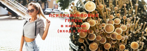 прущие грибы Мурманск